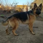 سگ ژرمن شپرد شولاین