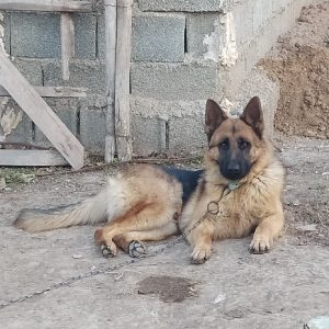 سگ ژرمن شپرد شولاین