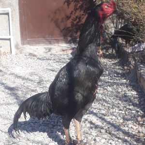 جوجه خروس لاری ۹ماهه