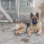 سگ ژرمن شپرد شولاین