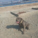 سگ کن کورسو نر