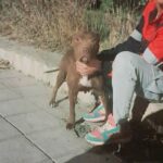 ماده پیتبول