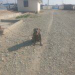 سگ کن کورسو نر