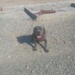 سگ کن کورسو نر