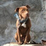 ماده پیتبول