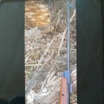 دیانا ۳۵۰ مگنوم.کالیبر ۵/۵