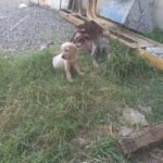 سگ شکاری فول