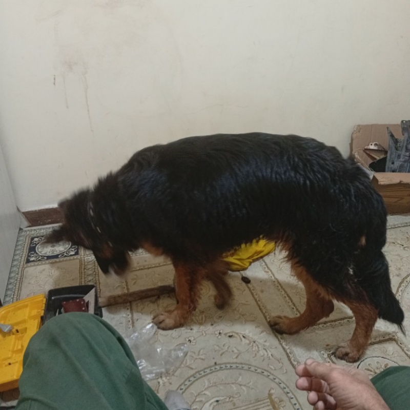 سگ ژرمن شولاین