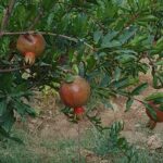 فروش یا معاوضه ویلایی ۵۲۰ متری با درختان میوه