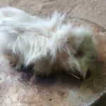 خوکچه هندی سفید