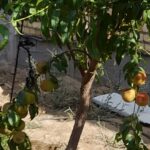 فروش یا معاوضه ویلایی ۵۲۰ متری با درختان میوه