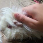 خوکچه هندی سفید