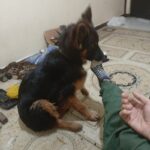 سگ ژرمن شولاین