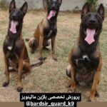 مالینویز بلژیکی