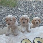 سگ شکاری فول