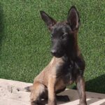 مالینویز بلژیکی