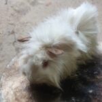 خوکچه هندی سفید