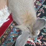 خرگوش پشمالو