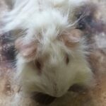 خوکچه هندی سفید