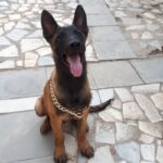 مالینویز بلژیکی