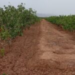 فروش۵۶۰۰متر باغ پسته