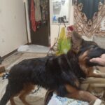 سگ ژرمن شولاین