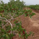 فروش۵۶۰۰متر باغ پسته