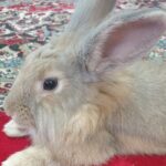 خرگوش پشمالو