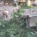 سگ شکاری فول