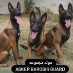 مالینویز بلژیکی