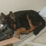 سگ ژرمن شولاین