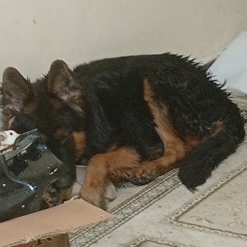 سگ ژرمن شولاین