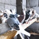 فروش کبوتر شازده معاوضه با تفنگ