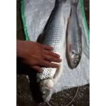 تور ماهیگیری پرتابی(سالی)