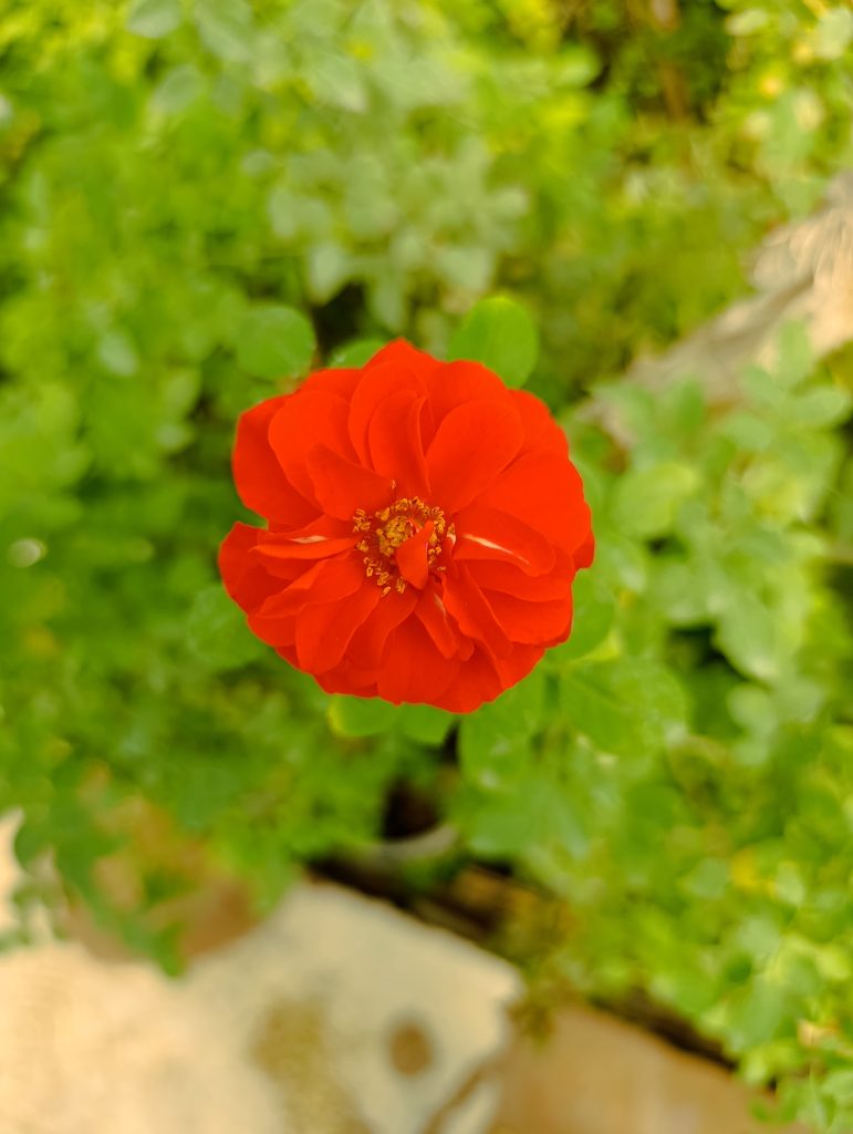 نهال سروناز شیراز