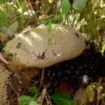 عسل طبیعی اصل کیلو 1800