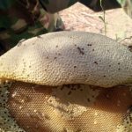 عسل طبیعی اصل کیلو 1800