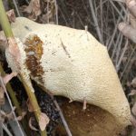 عسل طبیعی اصل کیلو 1800