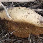 عسل طبیعی اصل کیلو 1800