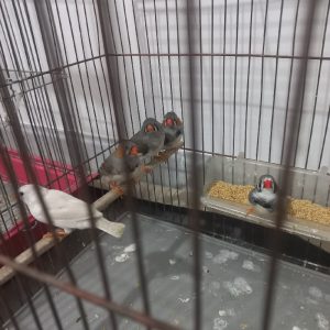 چند جفت فنچ