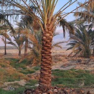 فروش انواع نخل بزرگ مثمر وپاجوش کوچک‌