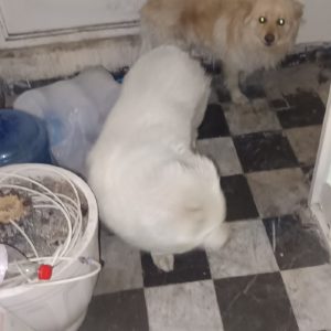 دوعدد سگ خانگی و تربیت شده